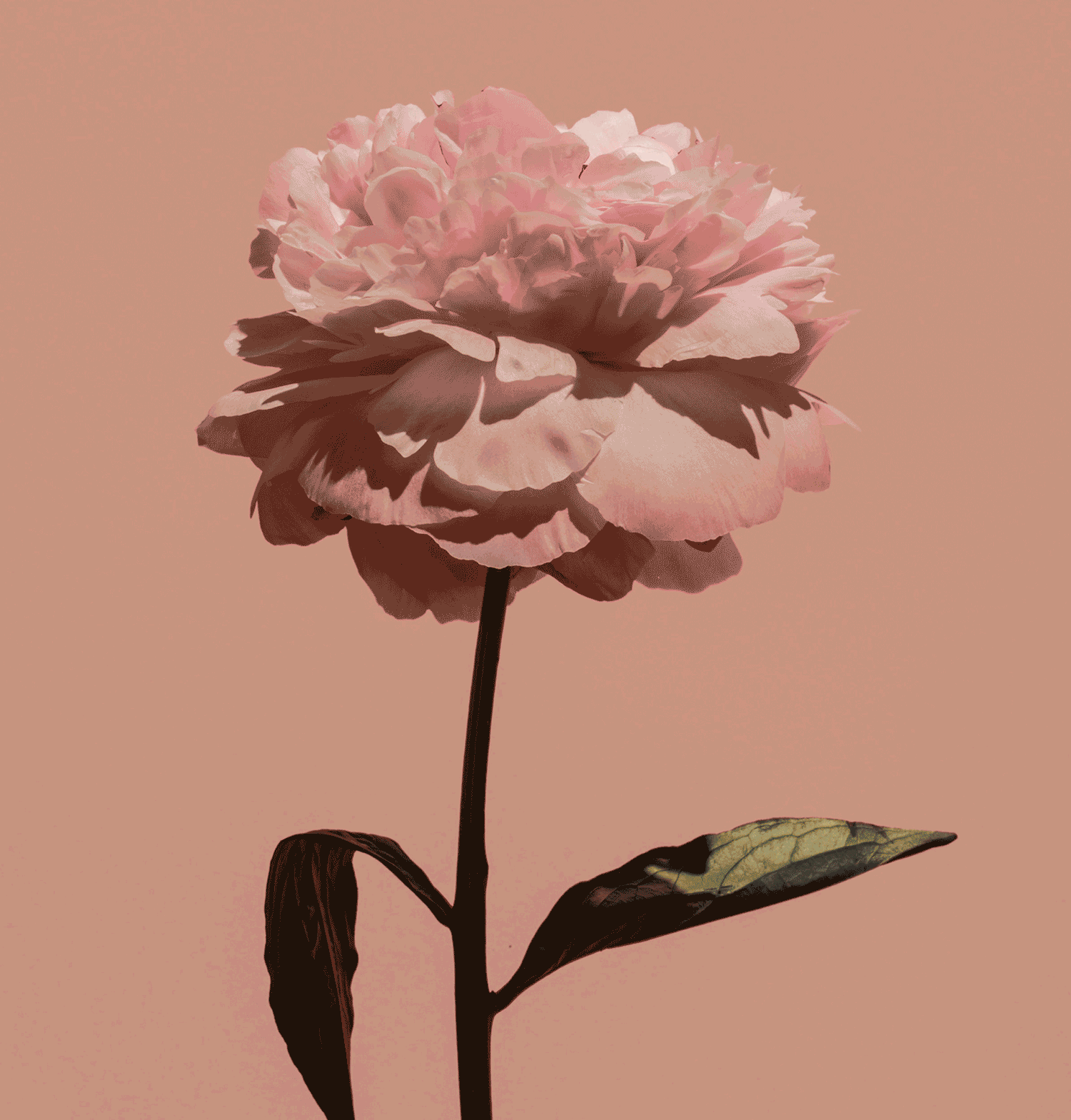 The Inspiration Behind the Evening Rose Candle - SOPHIE BLAKE NY